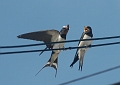 swallows, barn swallows, briti-1